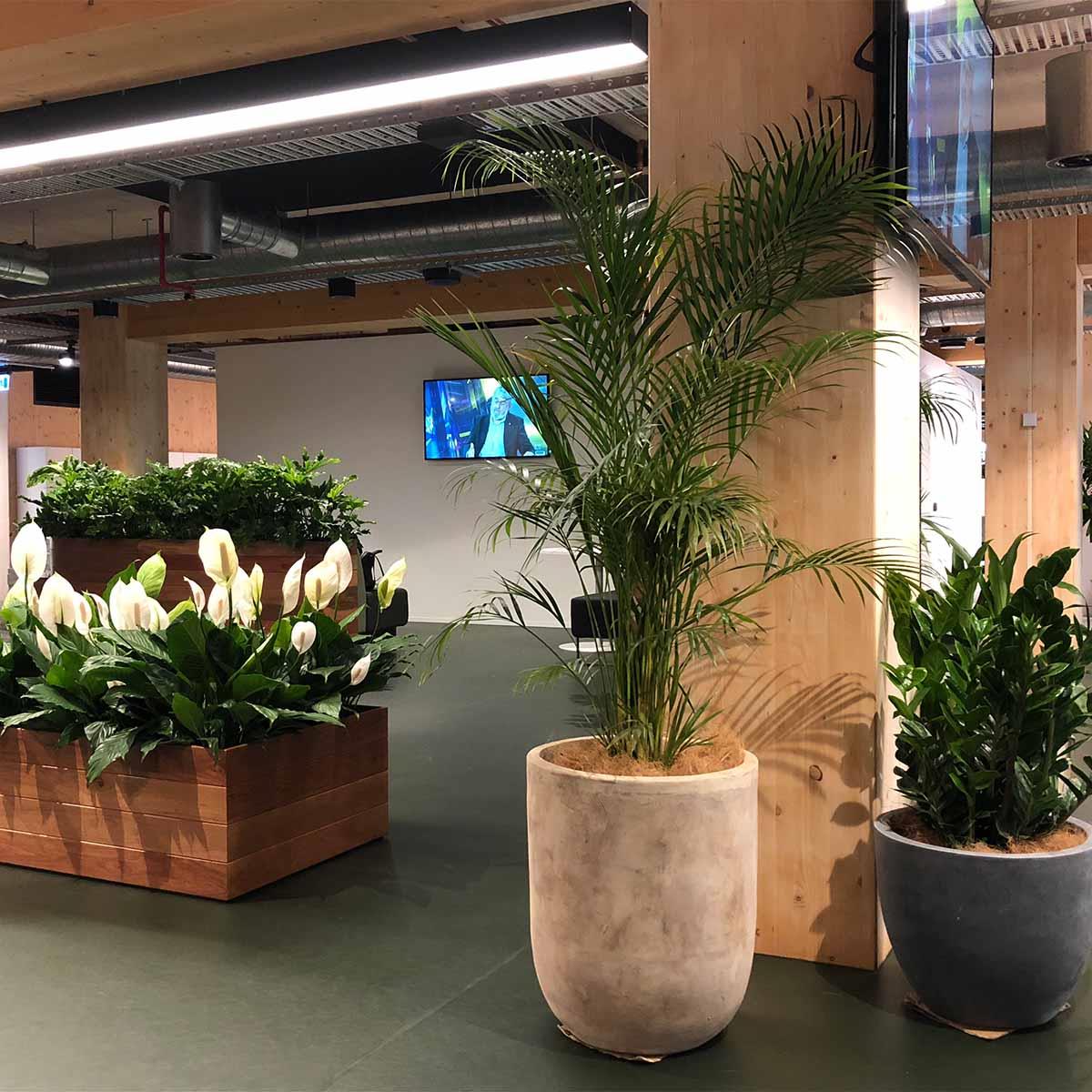 indoor pots and plants